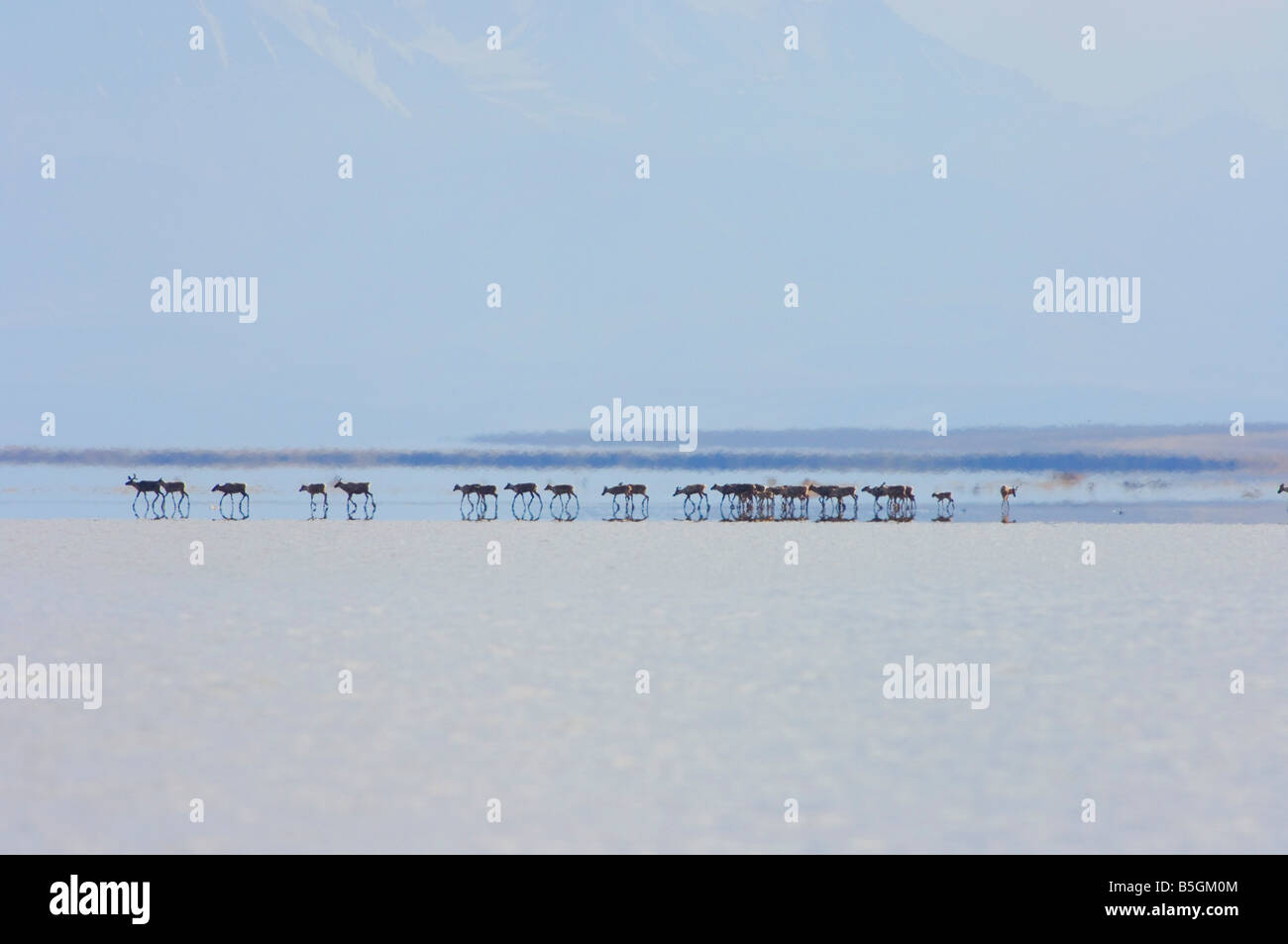 Caribou Rangifer tarandus mandria che viaggiano lungo la costa artica dell Alaska Brooks Range di distanza Foto Stock
