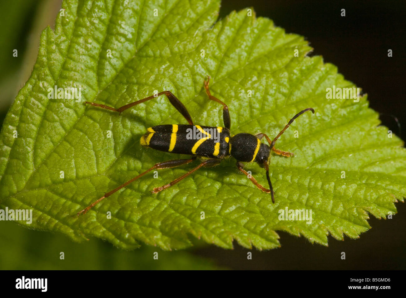Wasp Beetle Clytus arietis su foglie di larve vive in legno morto Foto Stock