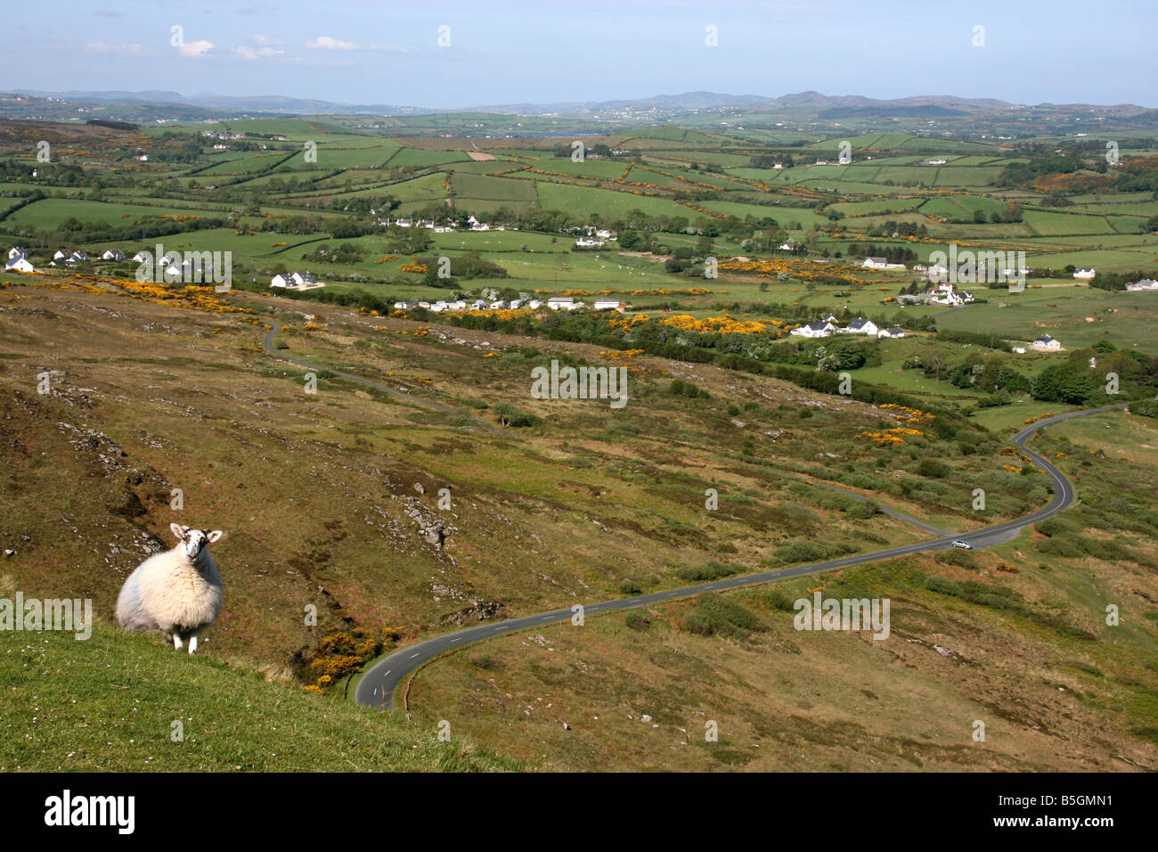 Lone Pecora in piedi sul ripido versante della montagna Knockalla nella Contea di Donegal, Irlanda Foto Stock