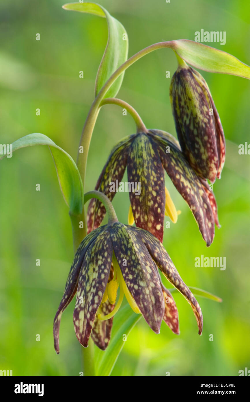 Giglio di cioccolato, Fritillaria lanceolata, fiore, millefiori, Oregon, Columbia River Gorge, molla Foto Stock