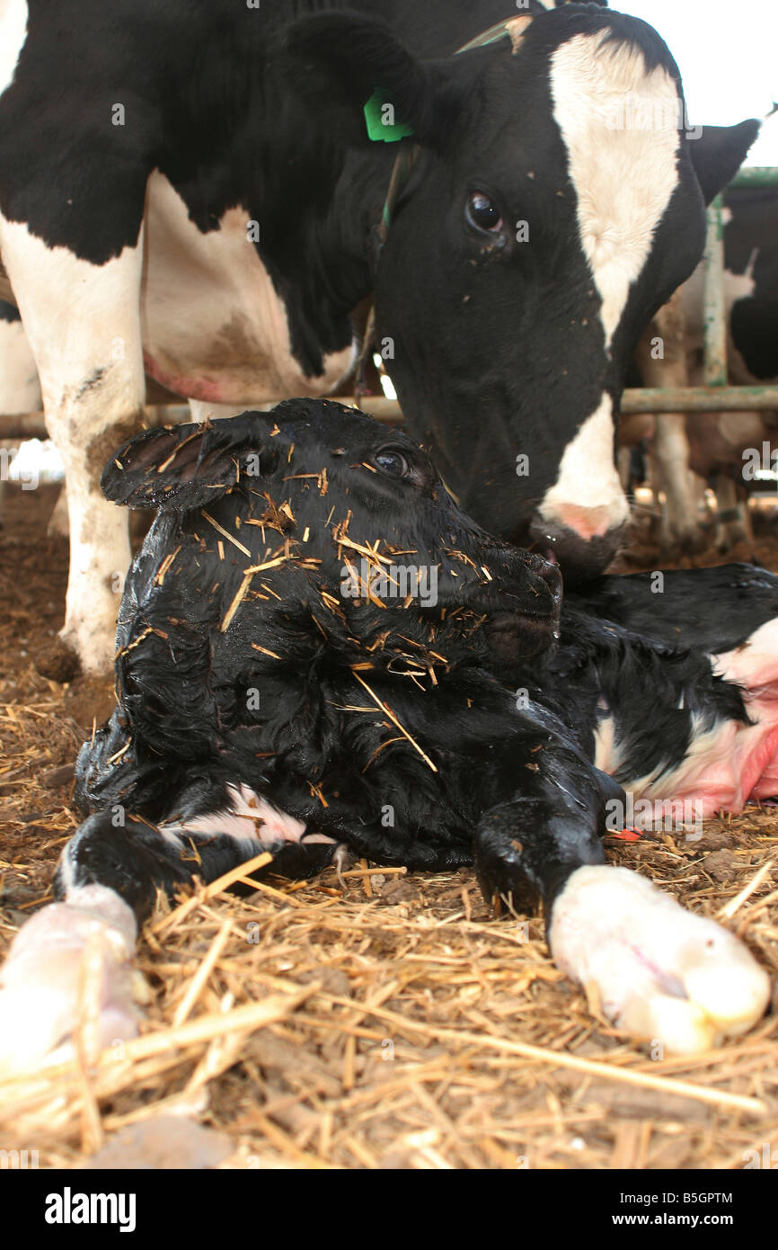 Una mucca leccare la sua nuova nata vitello Foto Stock
