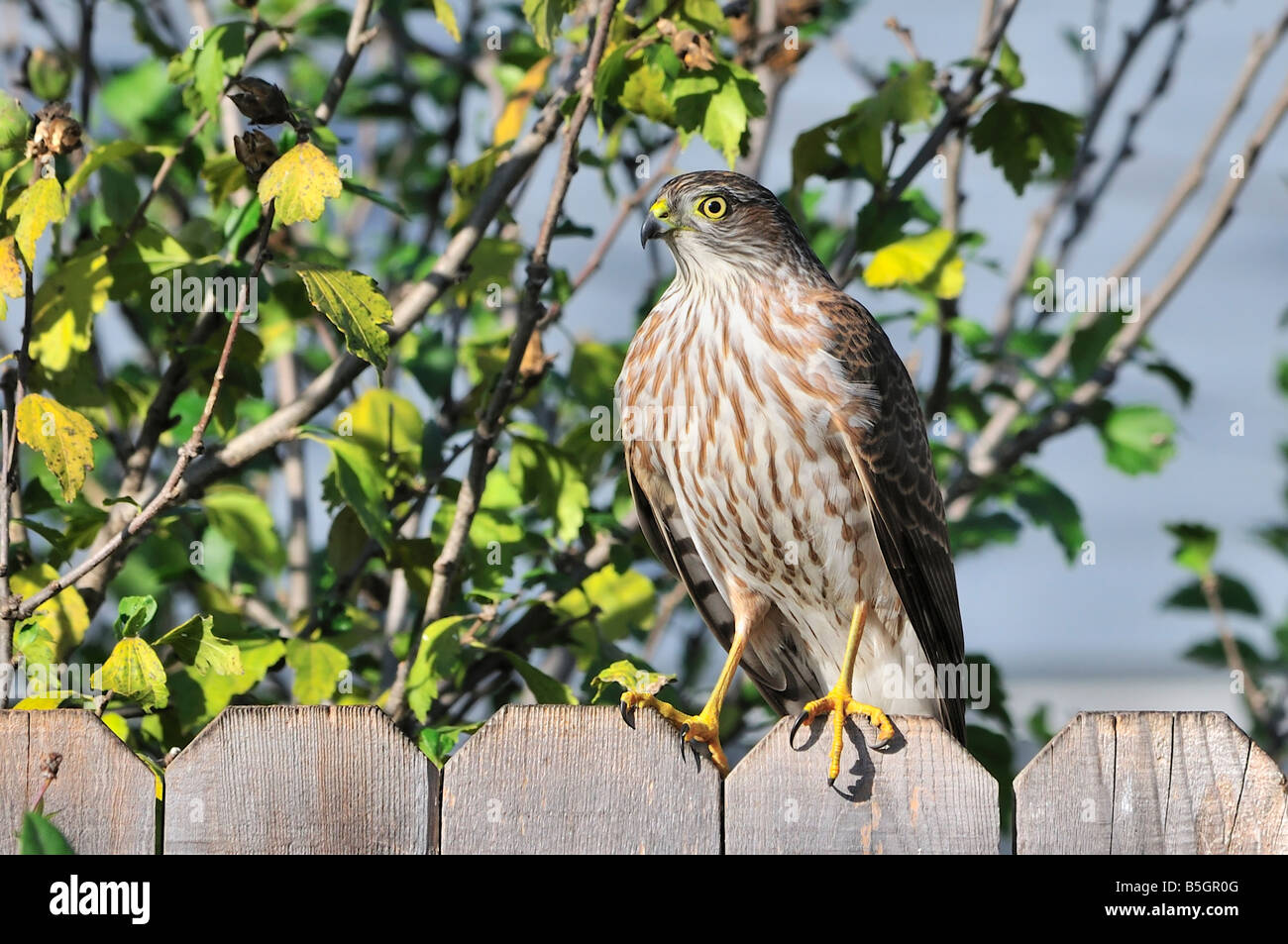 Sharp-shinned Hawk, Accipiter striatus arroccato su una recinzione in Oklahoma, Stati Uniti d'America. Foto Stock