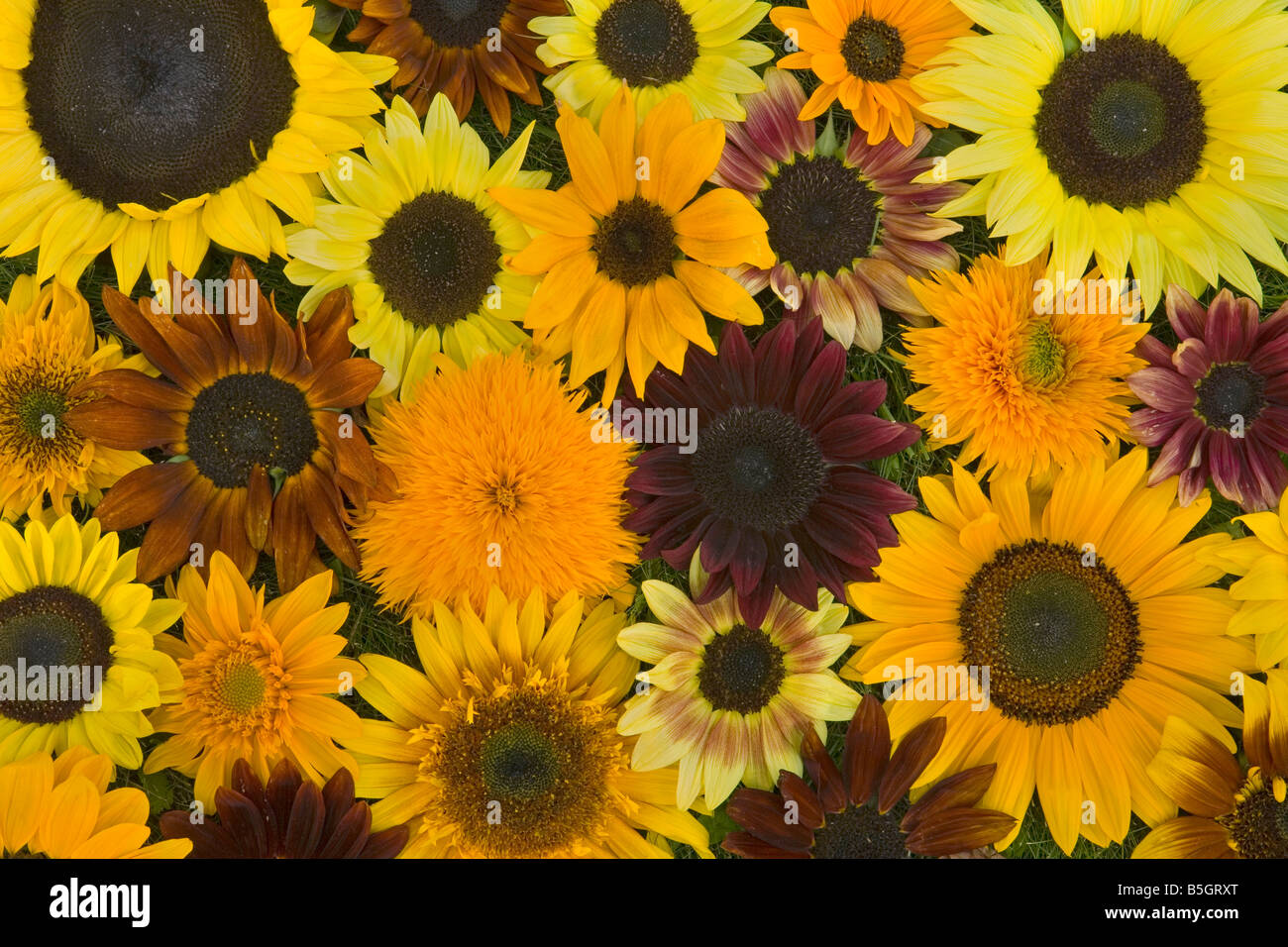 Agricoltura, girasole, brillante, di colore giallo, arancio, collage, felice, Oregon, ritagliare, girasoli, fiori, Stati Uniti, fiori Foto Stock