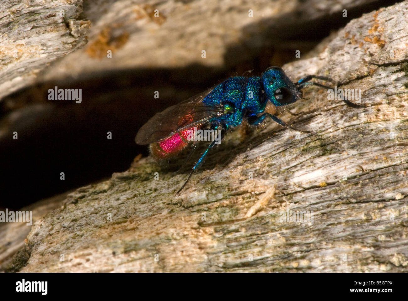 Ruby-tailed wasp Chrysis ignita parassita di Mason api e altre api solitarie Foto Stock