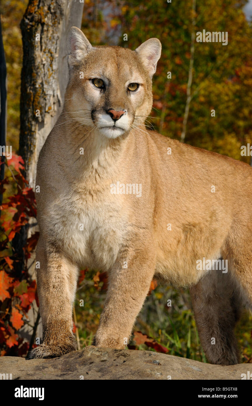 Mountain lion permanente sulla cima di una roccia in una foresta di autunno Foto Stock