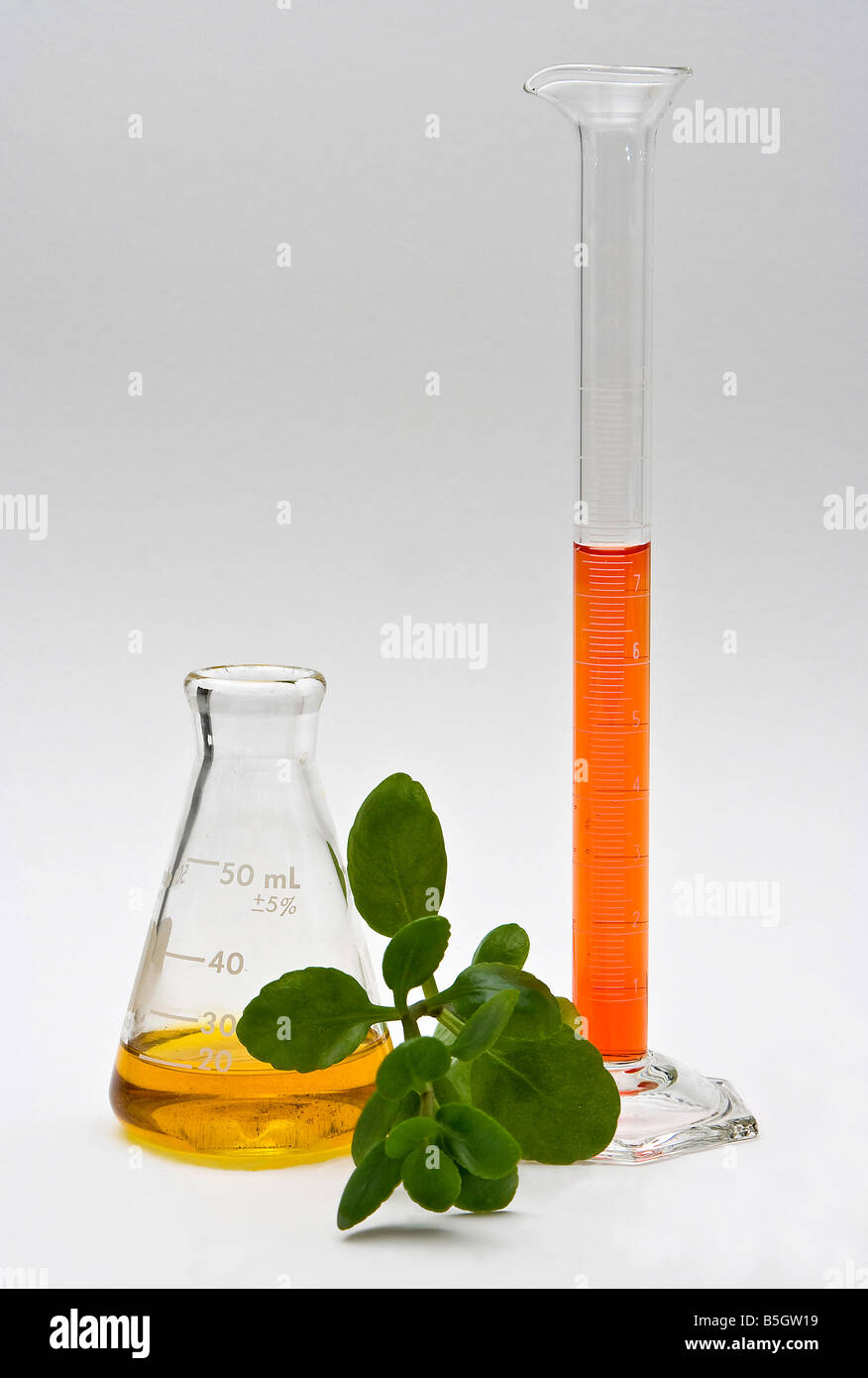 Un liquido giallo in un pallone e liquido arancione in un cilindro con alcune foglie nella parte anteriore su sfondo bianco Foto Stock