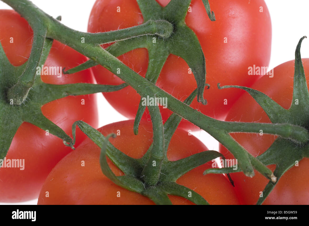 Bella fresca e succosa pomodori rossi sulla vite Foto Stock