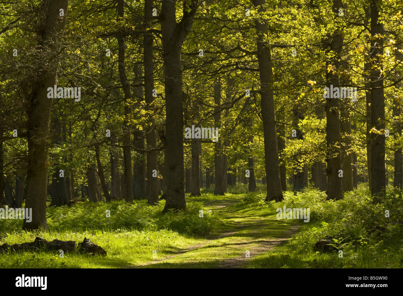 Ottenby Lund Oland foresta a sud della Svezia antica quercia di latifoglie dominato forest Foto Stock