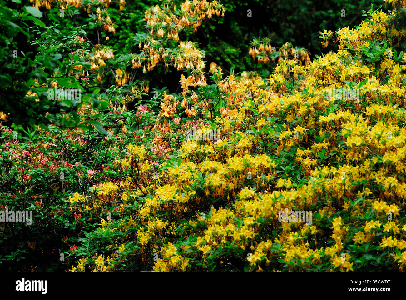 amore per il giardinaggio, fiori, amore per il giardinaggio, santuari del giardino Foto Stock