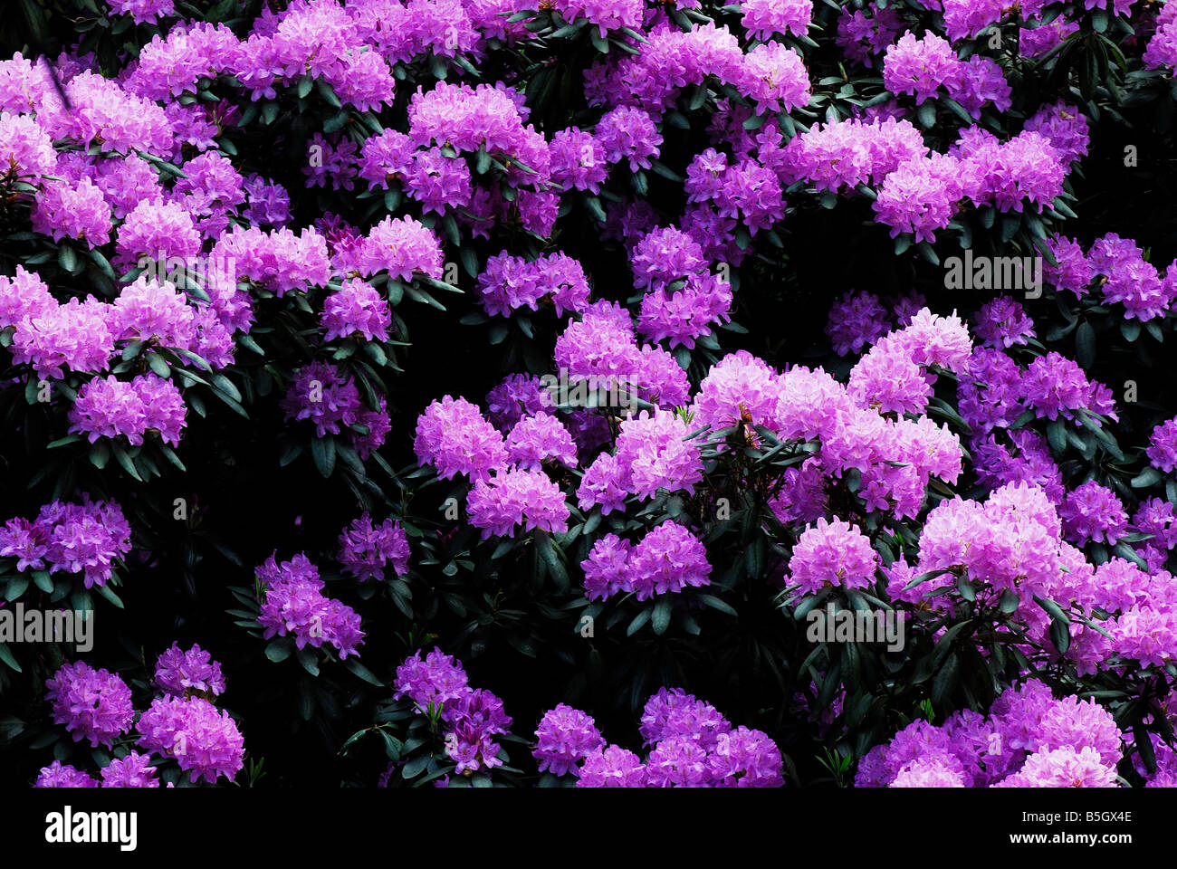 viola, giardino, fiori, aroma, aromaterapia, Foto Stock