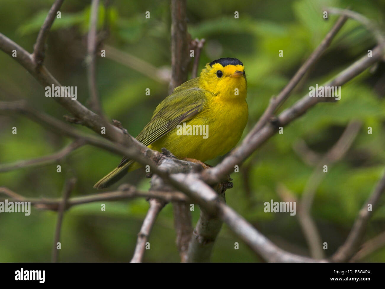 Il Wilson's Trillo Wilsonia maschio pusilla appollaiato sulla piccola filiale al botanico porta in spiaggia Renfrew Isola di Vancouver BC nel Maggio Foto Stock