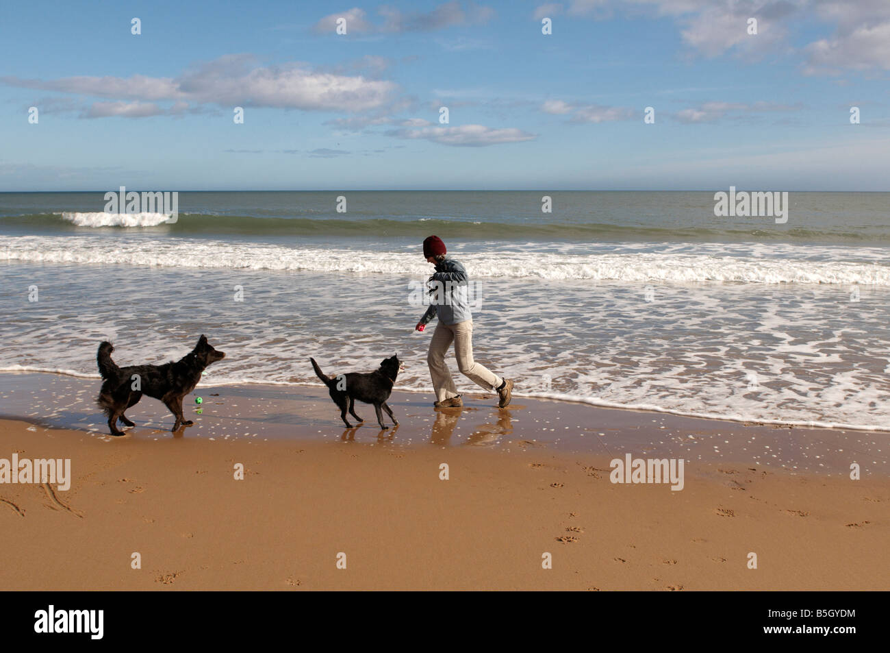 Signora giocando con i cani sulla spiaggia di Aberdeen Scotland Regno Unito Foto Stock