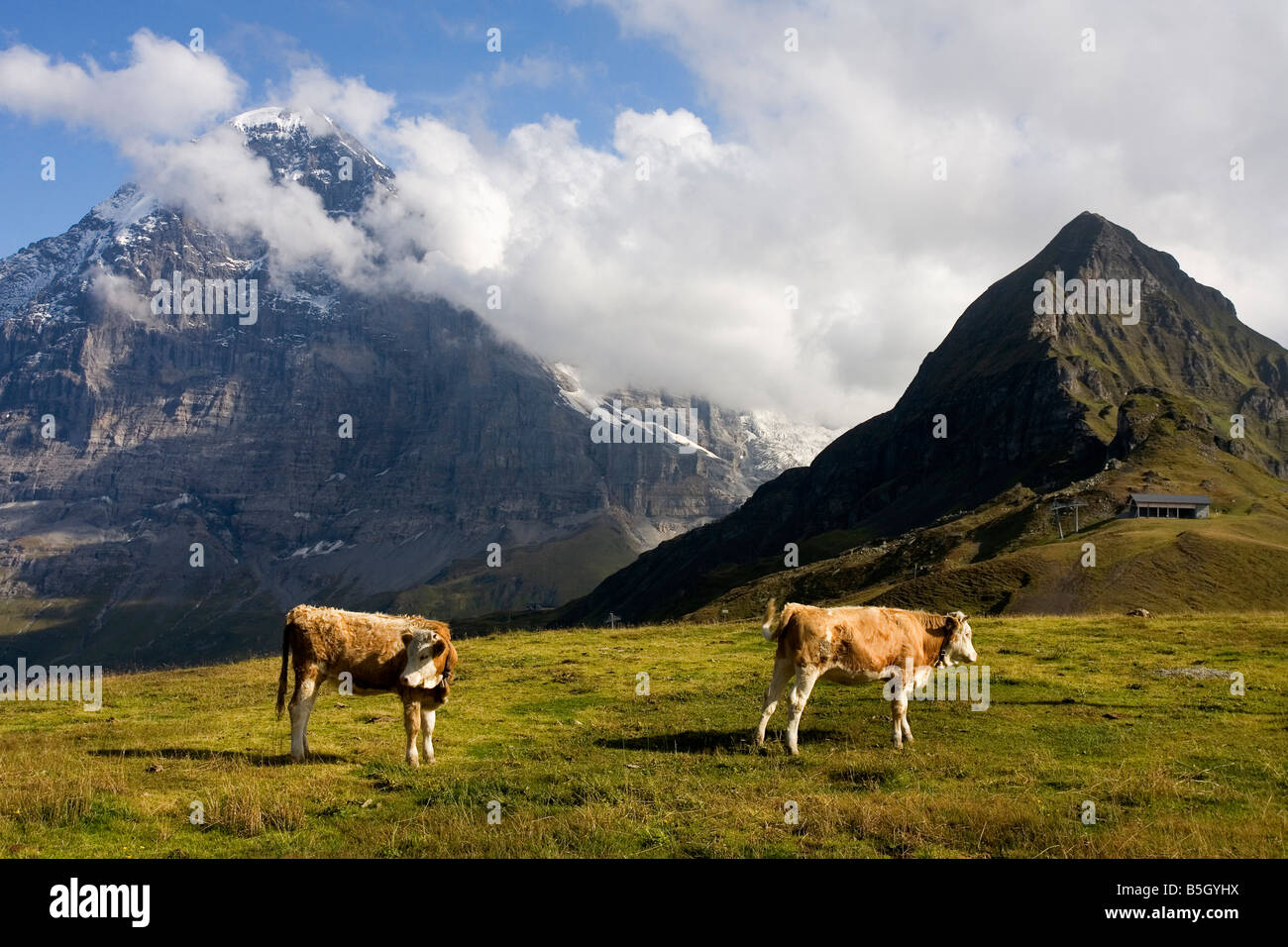 Vacche alpino con il Monte Eiger in background in Svizzera Foto Stock