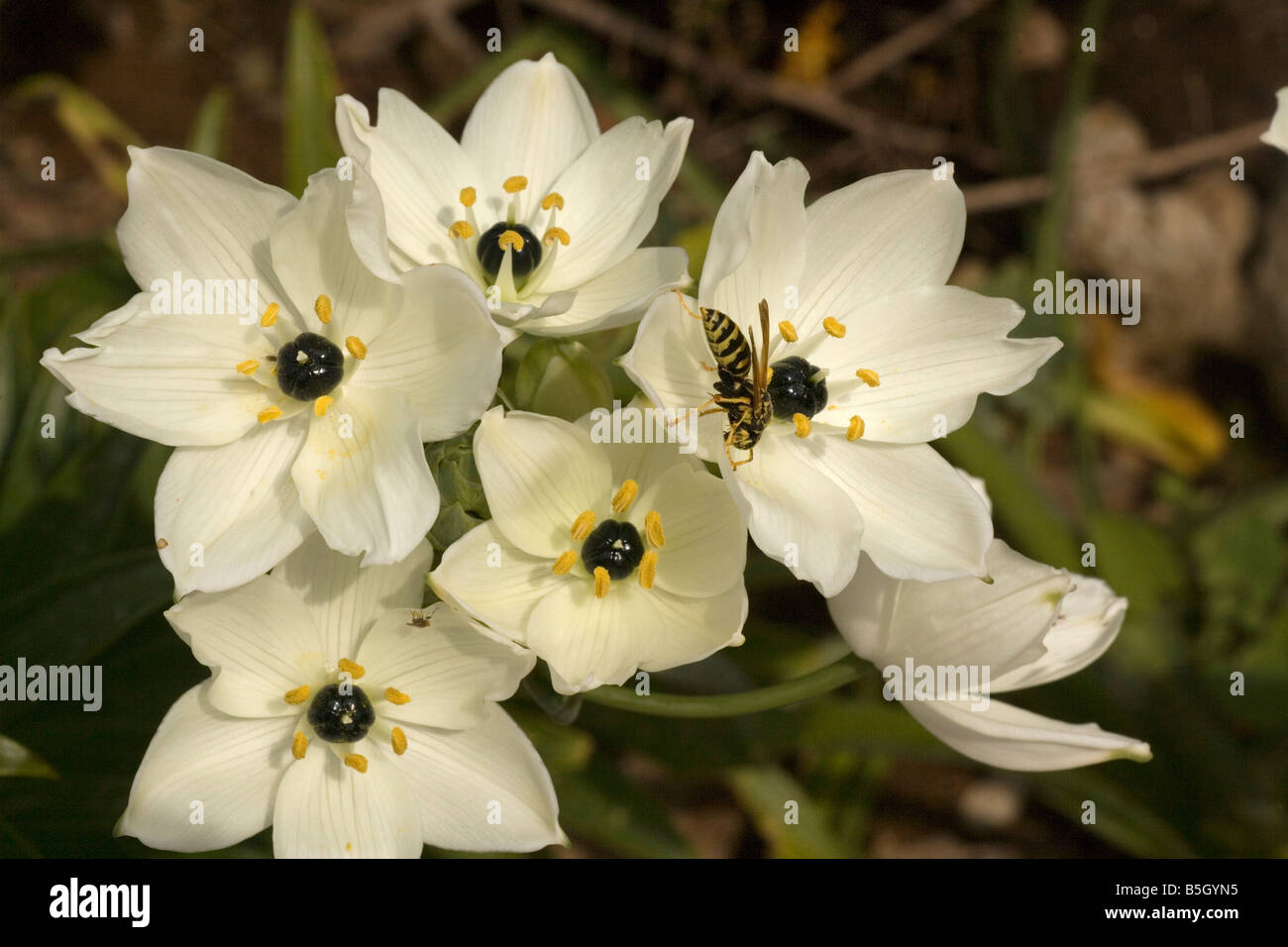 Una rara stella di Betlemme Ornithogalum arabica Foto Stock