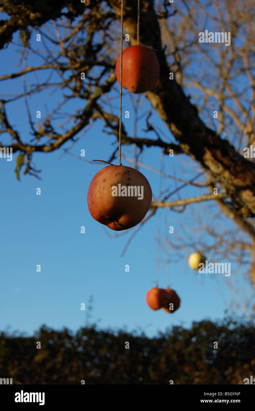 Giochi di mele nella struttura ad albero Foto Stock