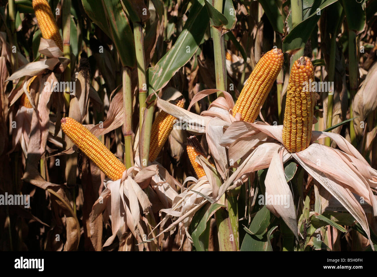 Spighe di grano con buccia tirata indietro per mostrare la varietà di riempimento trama di dimostrazione Foto Stock