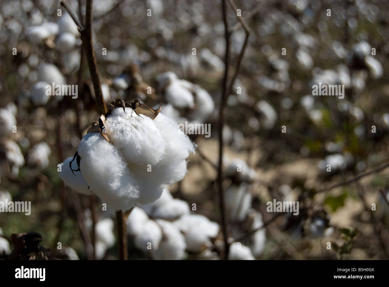 Piante di cotone (Gossypium hirsutum) su un campo in North Carolina, STATI UNITI D'AMERICA Foto Stock