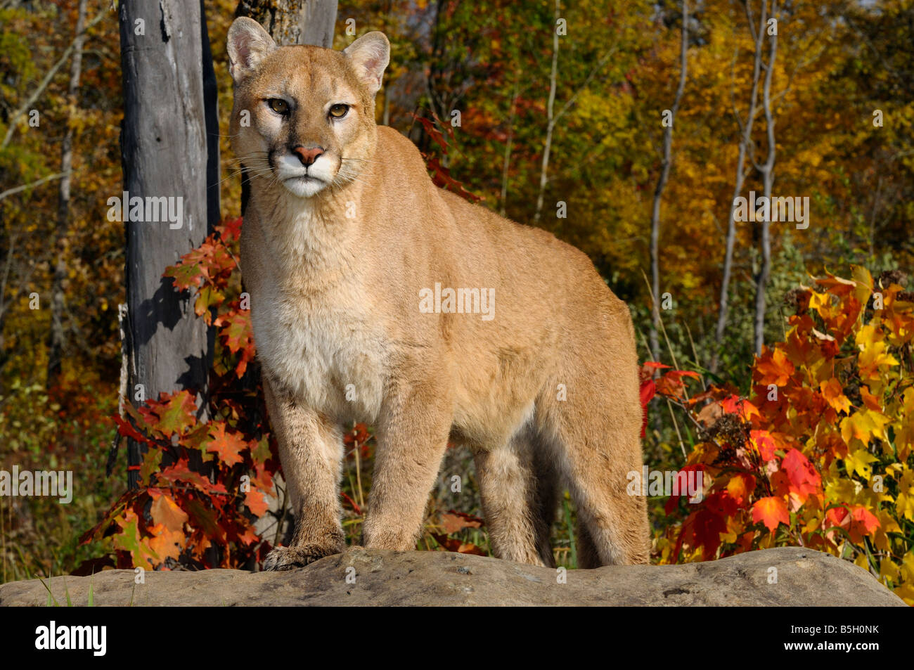 Cougar staring mentre in piedi su una roccia in un autunno bosco con querce rosse e foglie di acero Foto Stock