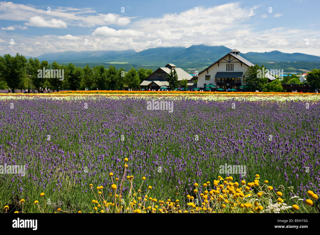 Farm Tomita, Campo Hanabito, Hanabito House, Nakafurano, Hokkaido, Giappone Foto Stock