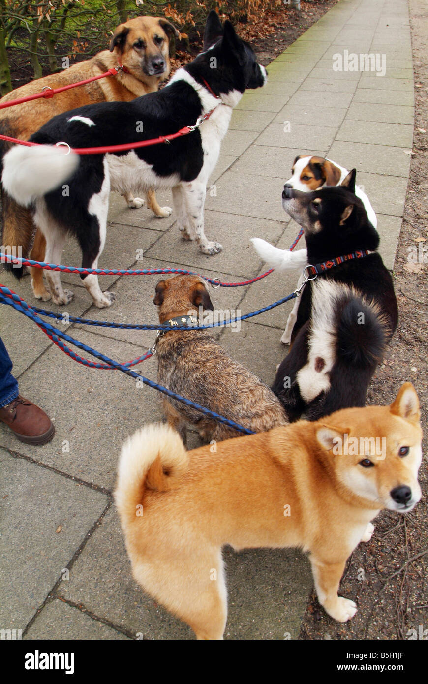 Cani durante una passeggiata Foto Stock