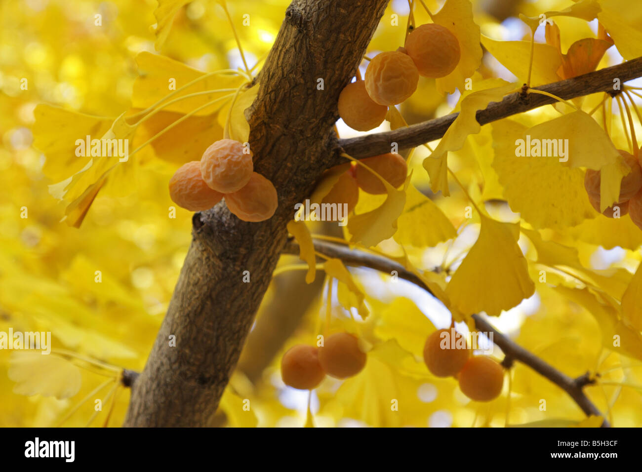 Il Ginkgo biloba albero con frutti in autunno Foto Stock