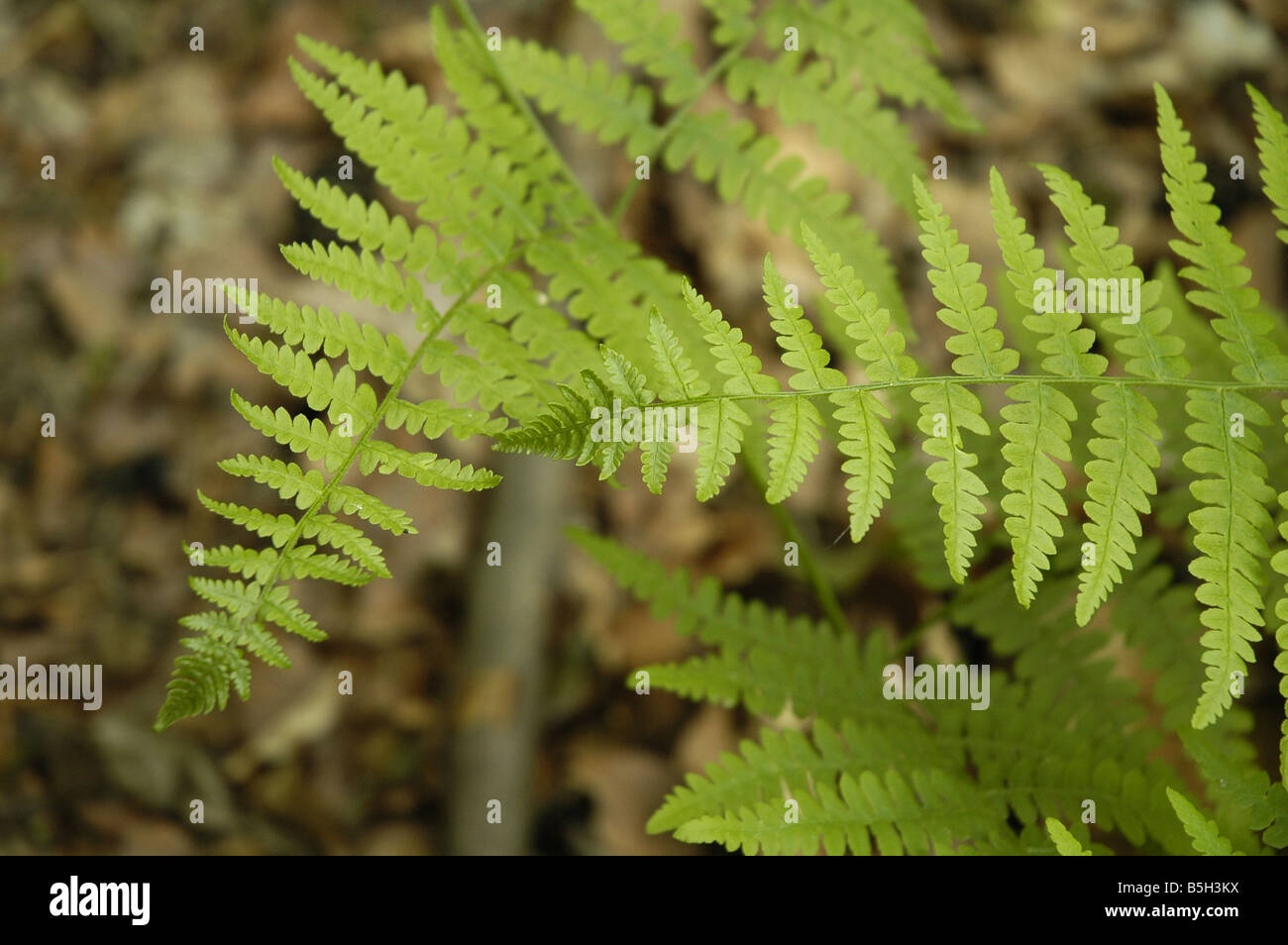 Foglie di felce in una foresta francese (ferrette flora) Foto Stock