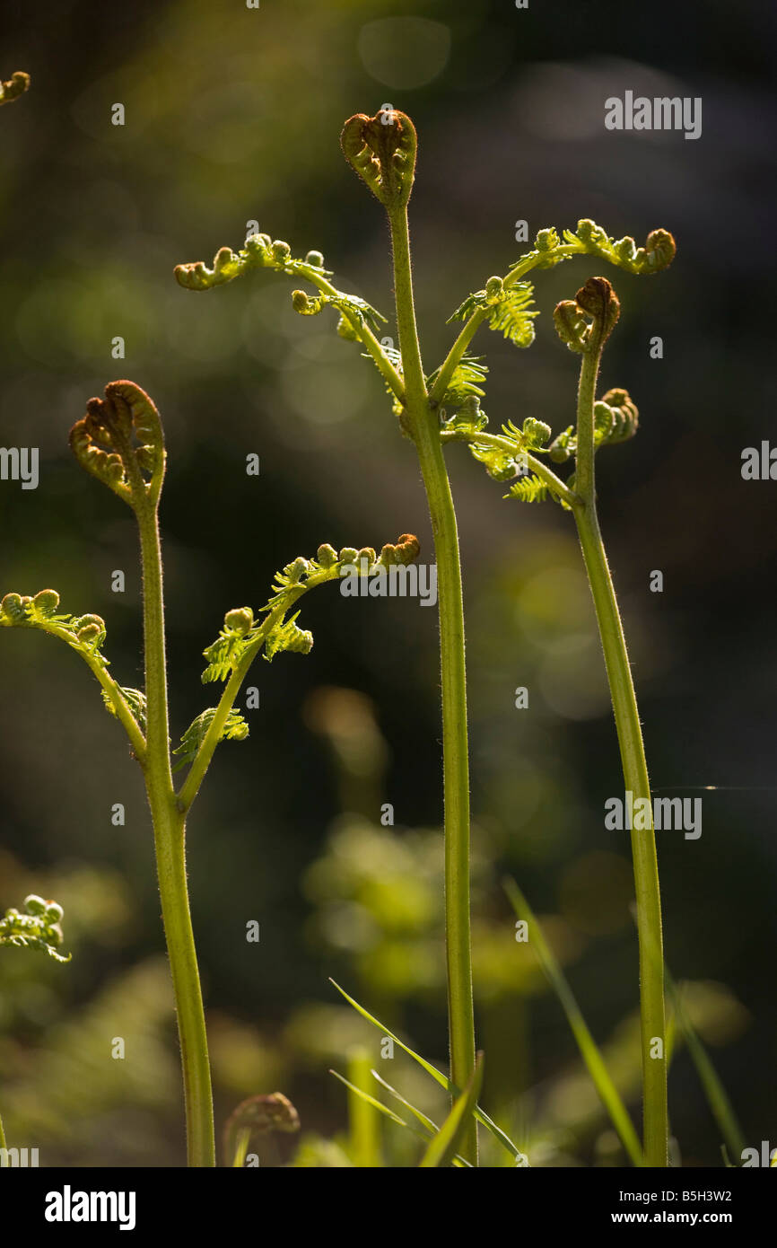 Giovani fronde di Bracken Pteridium aquilinum dispiegarsi in primavera Foto Stock