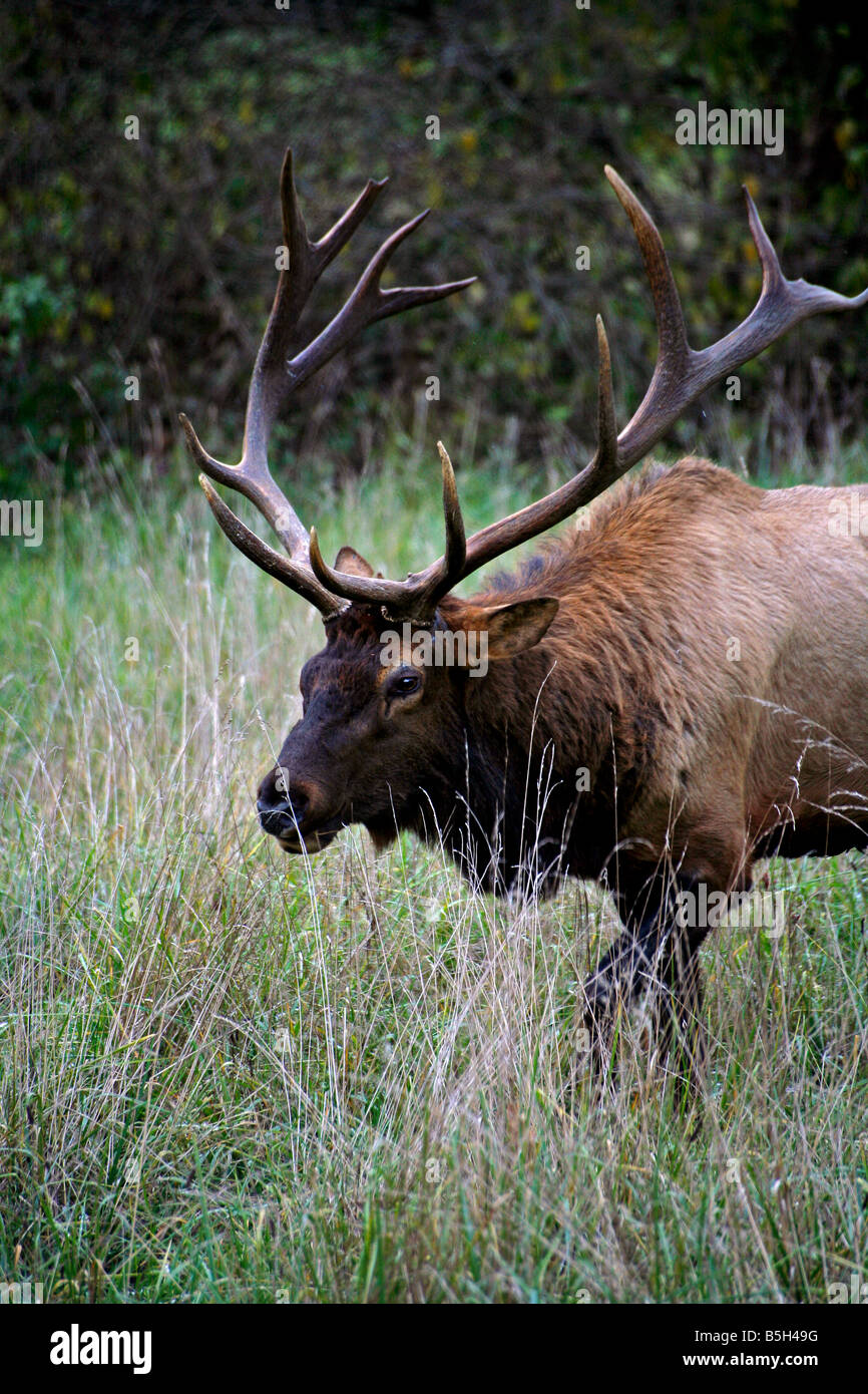 Bull Elk maschio in Great Smoky Mountain National Park Foto Stock