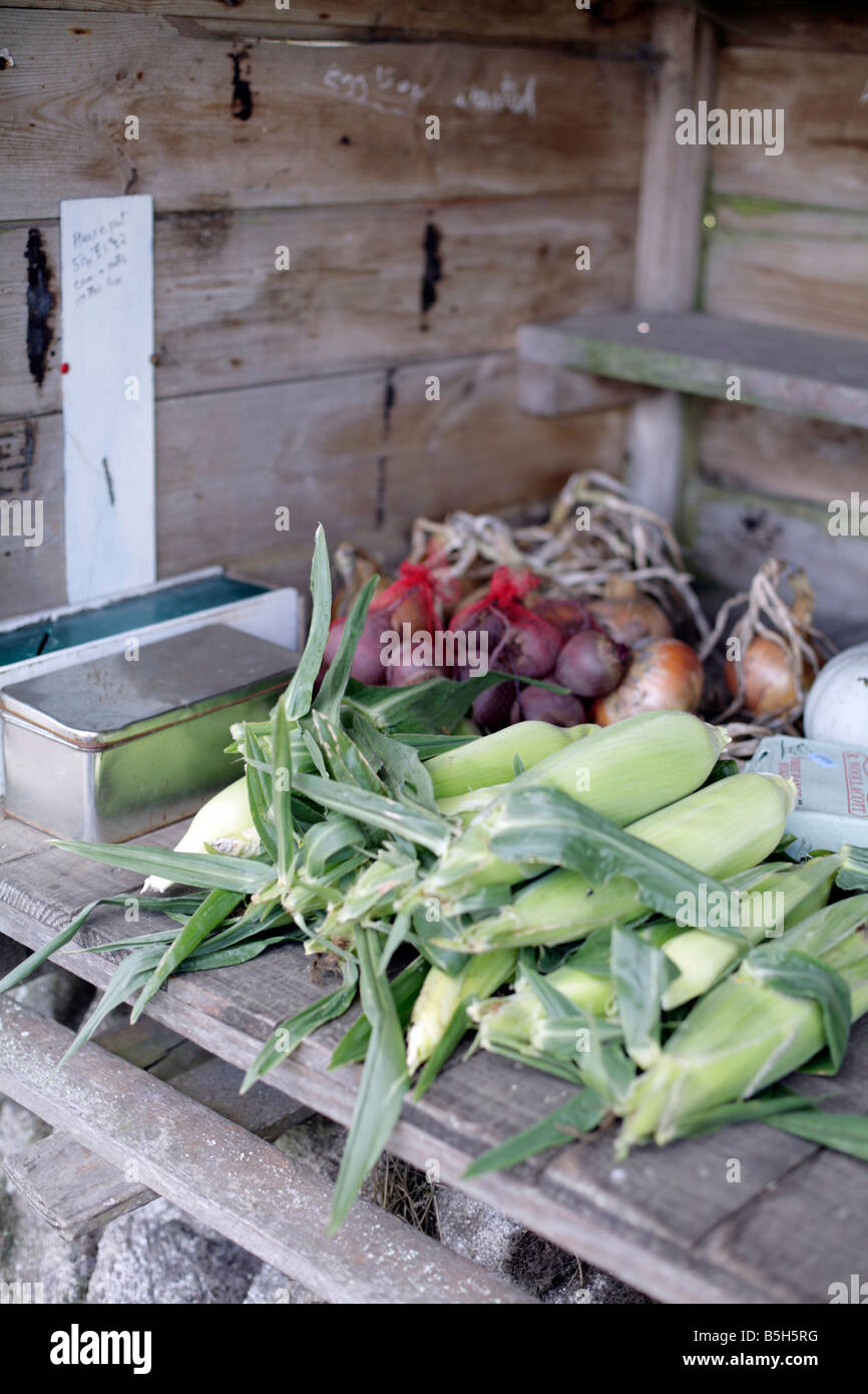 Pressione di stallo di fattoria la vendita di frutta e verdura fresca sull isola di Tresco, isole Scilly, UK. Foto Stock
