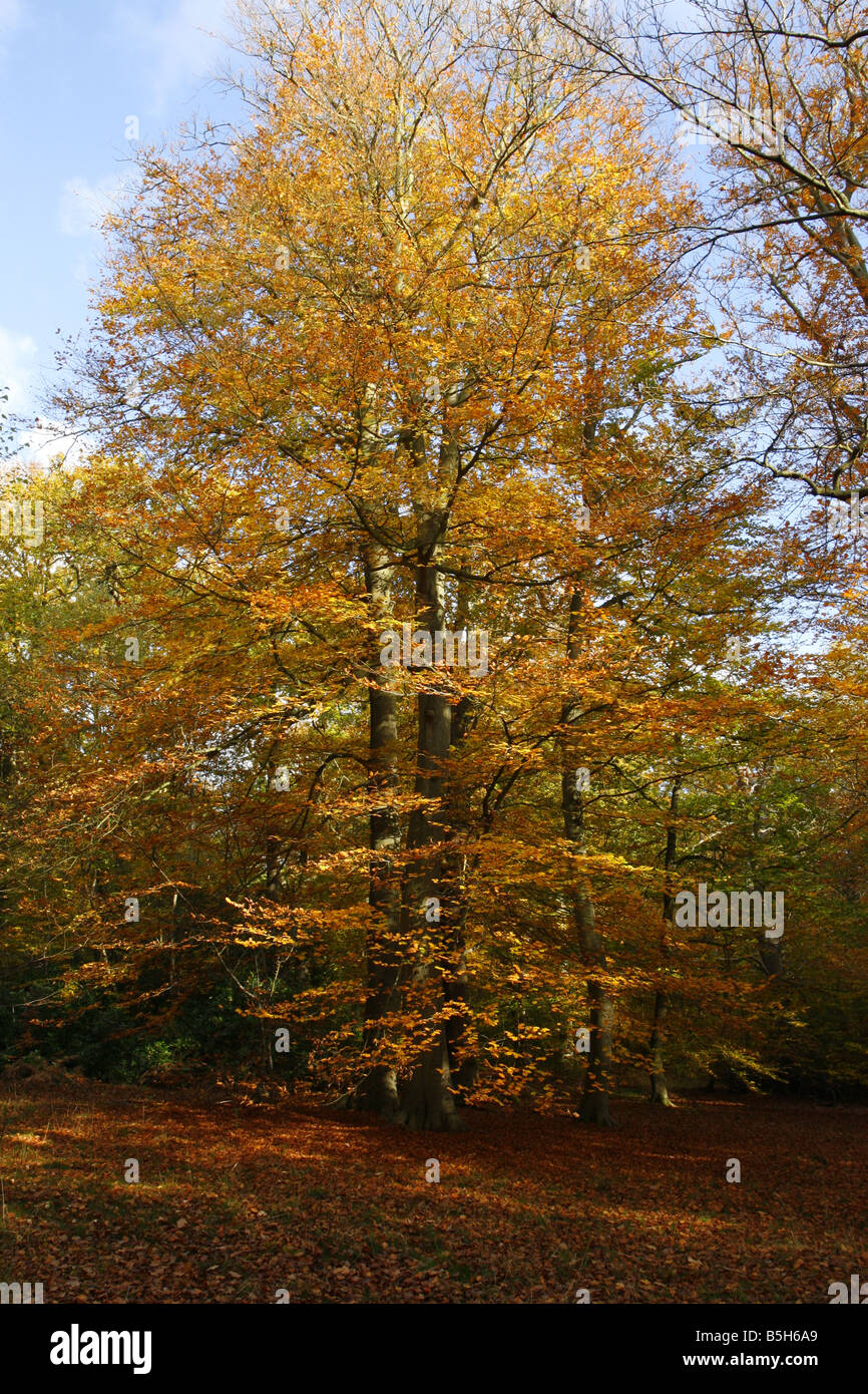 Faggio Fagus sylvatica in autunno prese ottobre Burnham Beeches Buckinghamshire REGNO UNITO Foto Stock