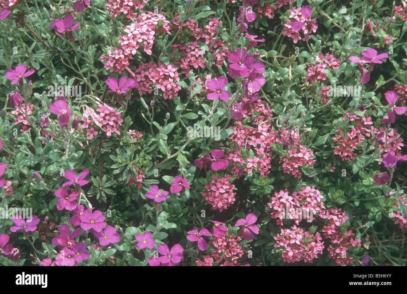 Daphne cneorum nella primavera del giardino. Foto Stock