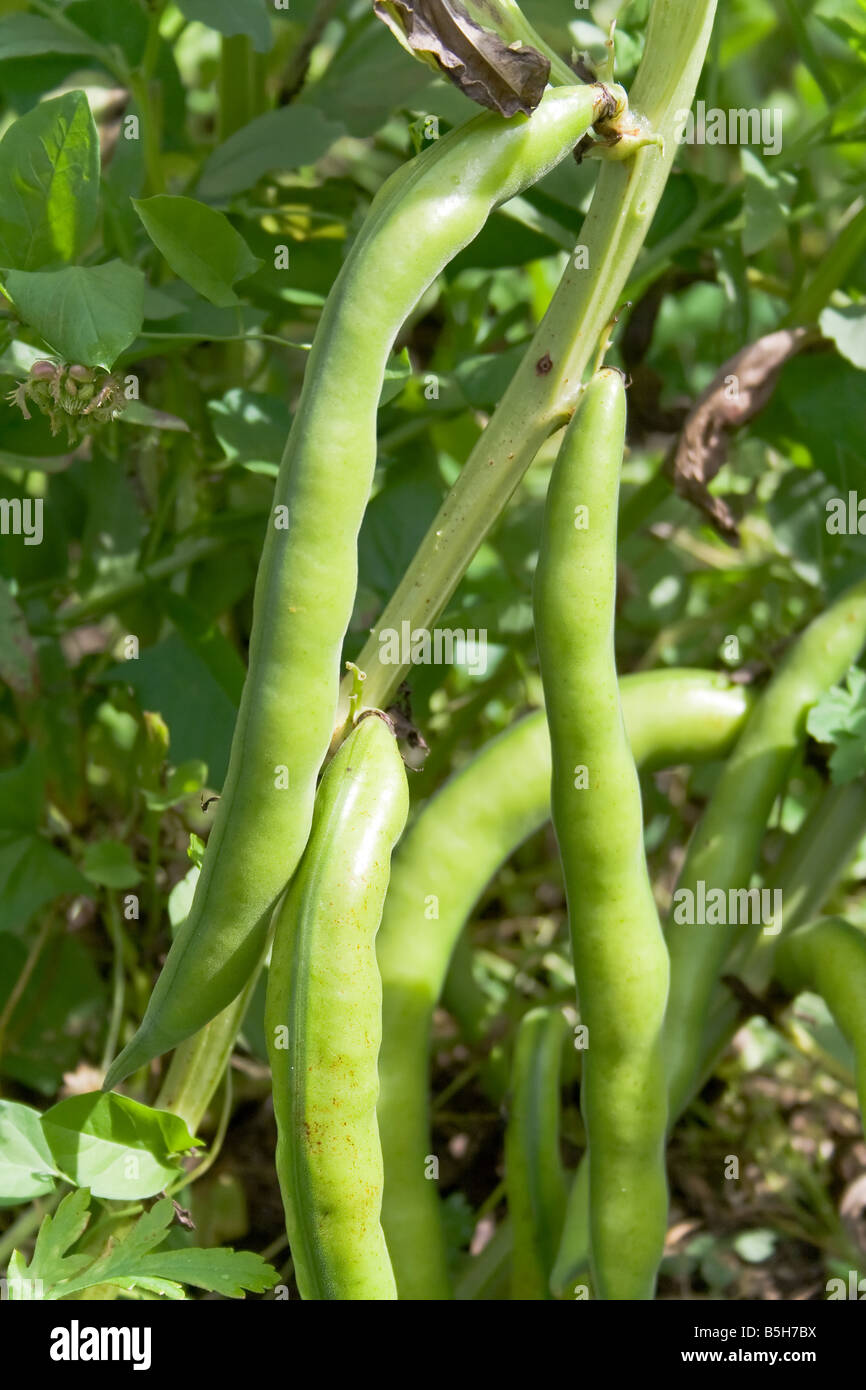 Le fave fresche (Vicia faba) appesi dall'impianto in Alentejo, Portogallo. Foto Stock