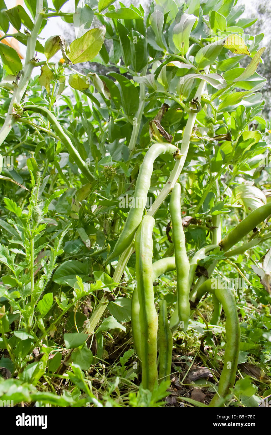 Le fave fresche (Vicia faba) appesi dall'impianto in Alentejo, Portogallo. Foto Stock