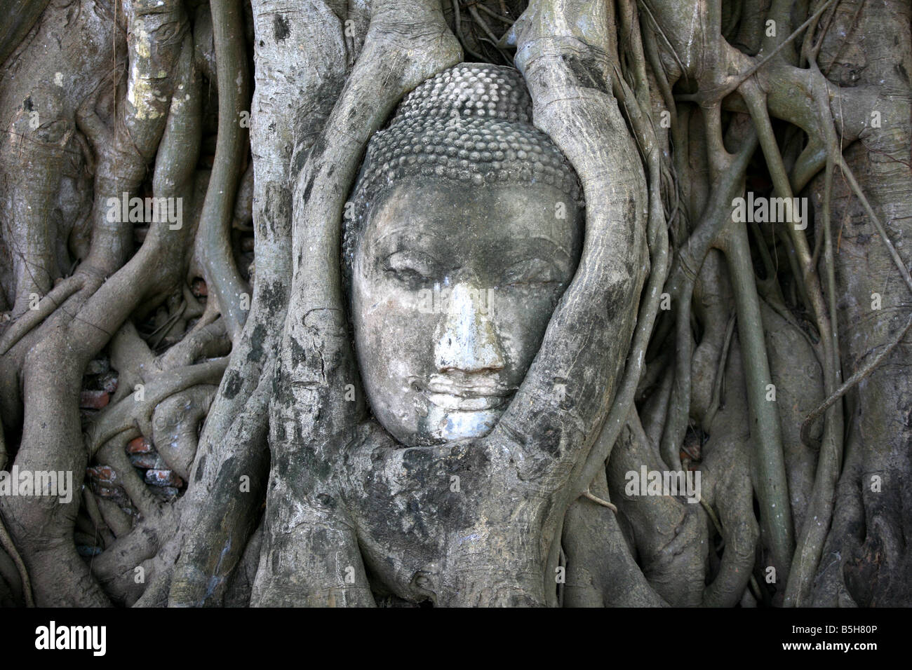 Regno Di Ayutthaya thailandia Wat Mahatat Foto Stock