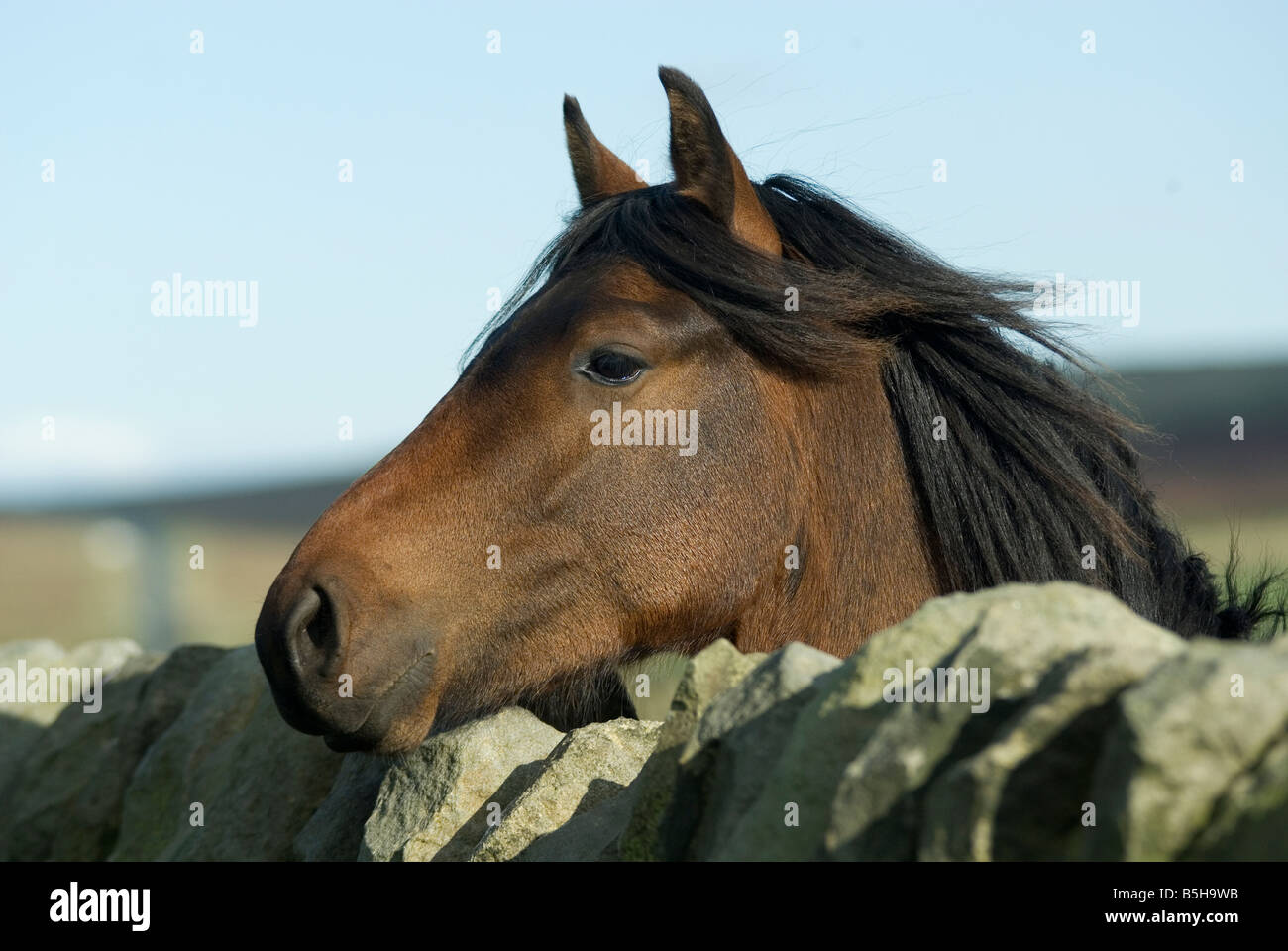 Un cavallo nosy Foto Stock