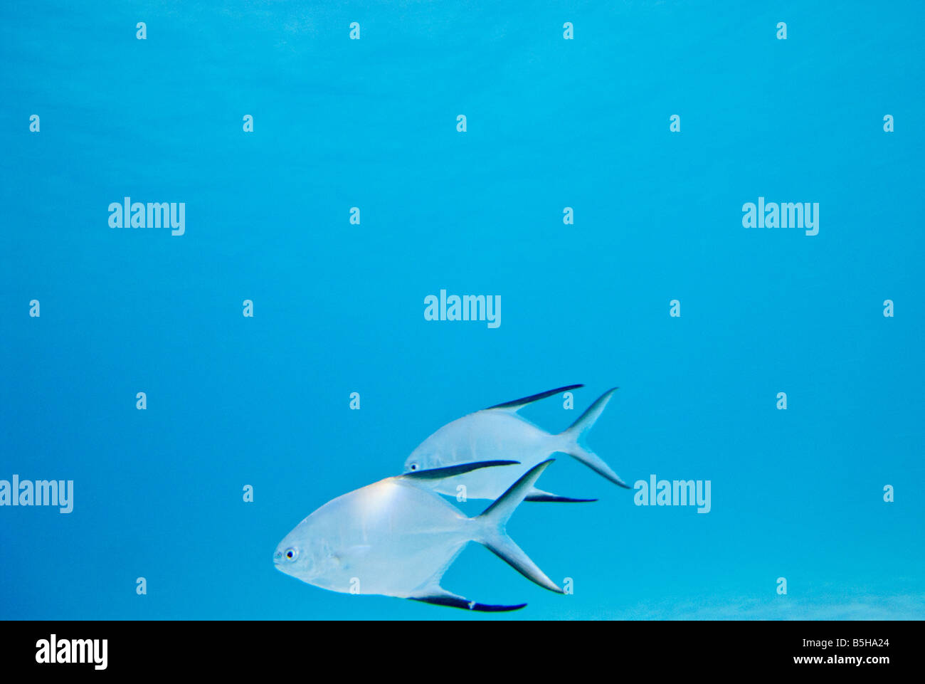 Permetti Jack Fish sott'acqua St John Isole Vergini americane // ST JOHN, Isole Vergini americane — una fotografia subacquea di due pesci d'argento (Trachinotus falcatus) che nuotano fianco a fianco nelle acque limpide al largo di St. John nelle Isole Vergini americane. L'immagine mostra la caratteristica colorazione argentata e i corpi aerodinamici di questi pregiati pesci di caccia. Foto Stock