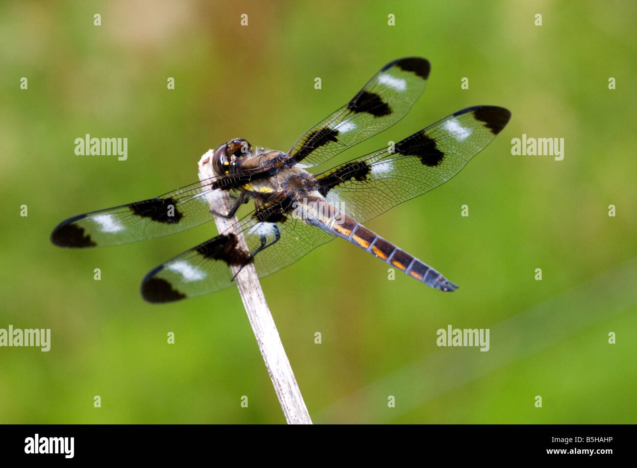 Libellula Pulchella Dragonfly in appoggio sul ramoscello Foto Stock