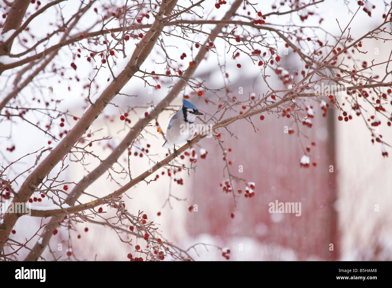 Un blue jay seduto in un granchio melo in inverno la neve. Foto Stock