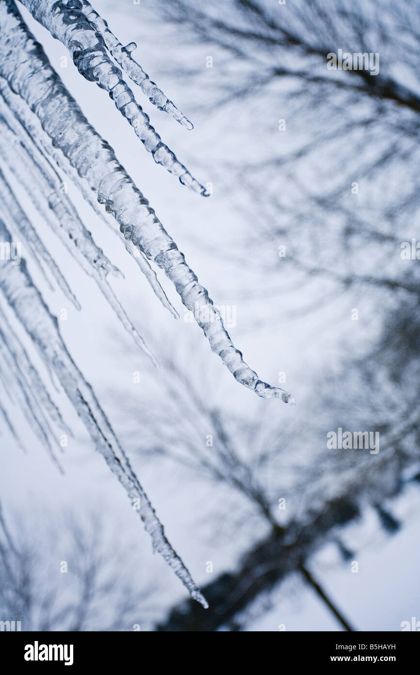 Iciclette appese da alberi nel freddo dell'inverno. Foto Stock