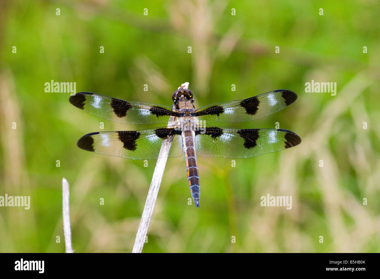 Libellula Pulchella dragonfly in appoggio sul ramoscello Foto Stock
