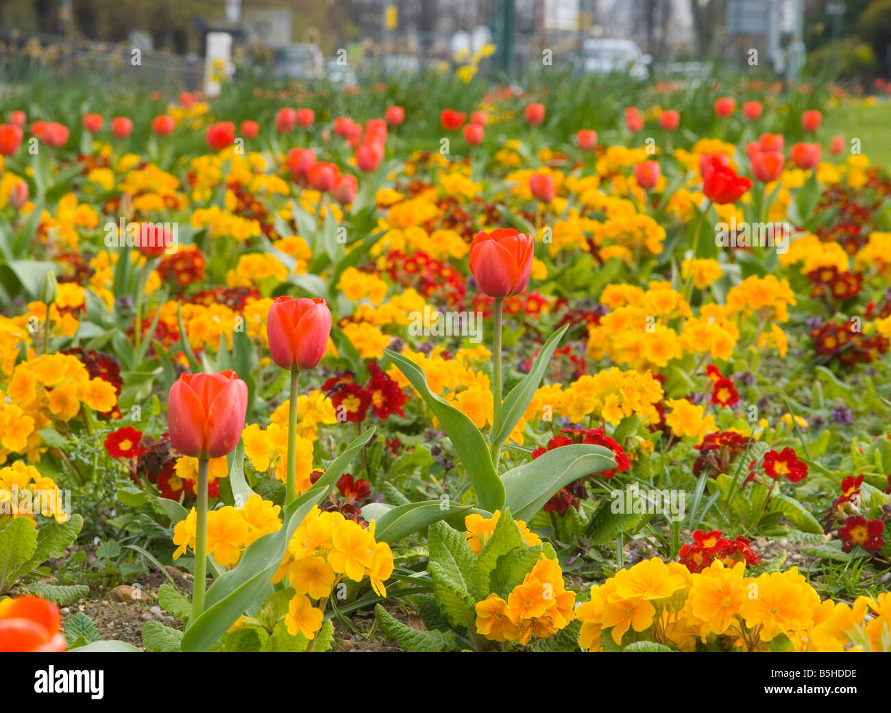 Close up di fiori in primavera, rosso e giallo. Foto Stock