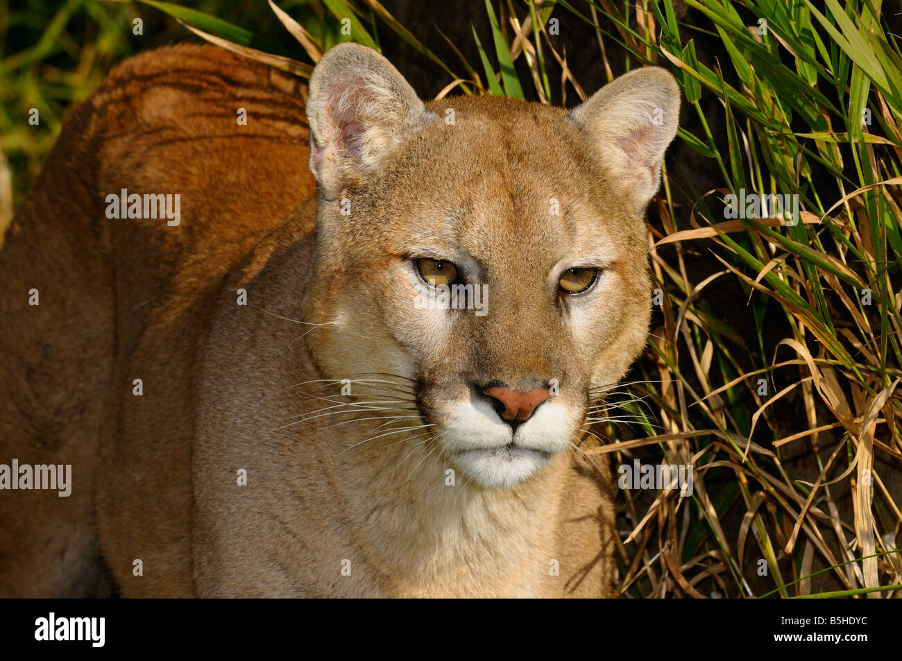 In prossimità di una montagna di Lion stalking preda in erba alta Foto Stock