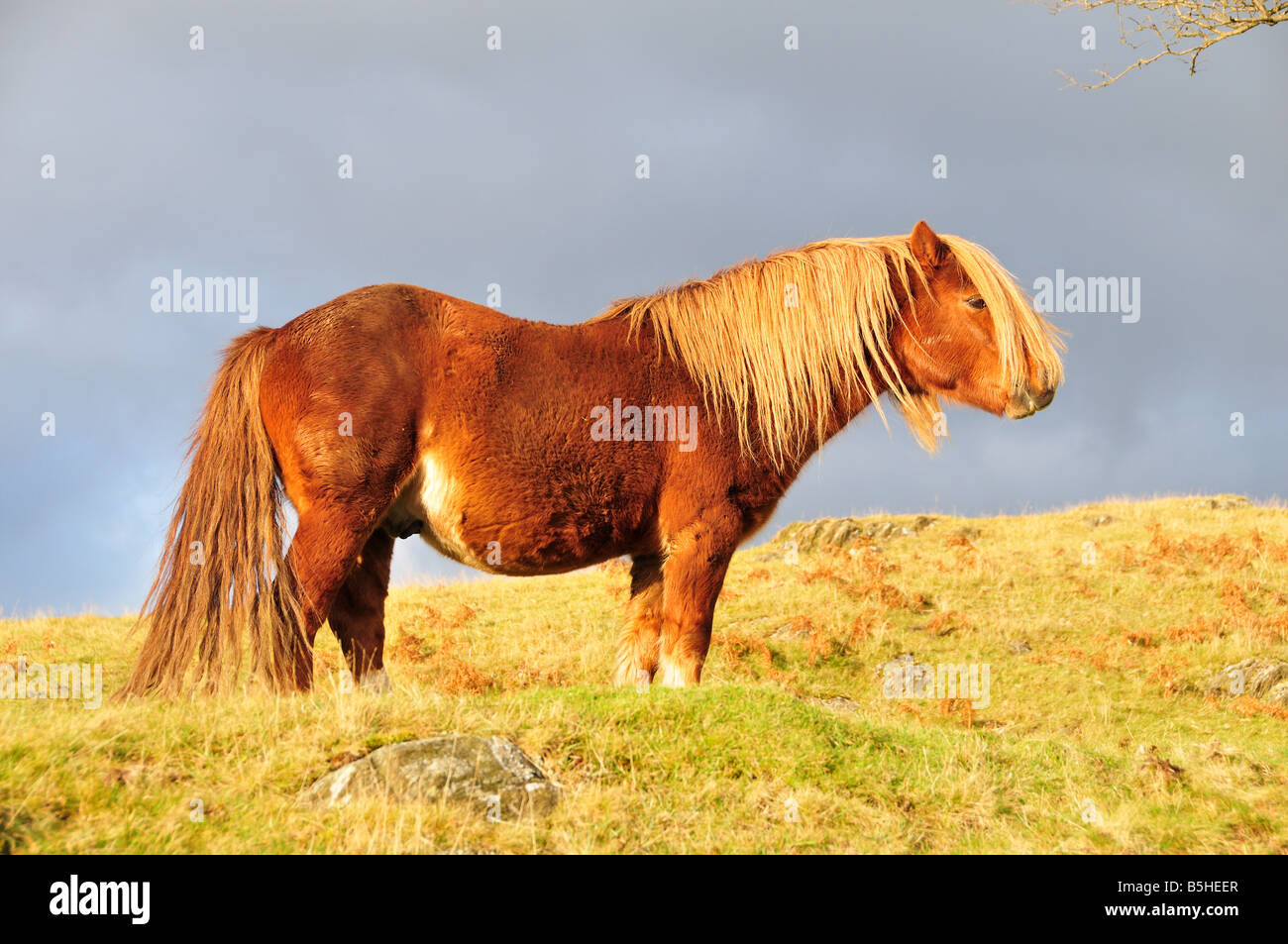 Welsh pony di montagna in inverno forte luce della sera Montagne Cambriano Powys Galles Foto Stock