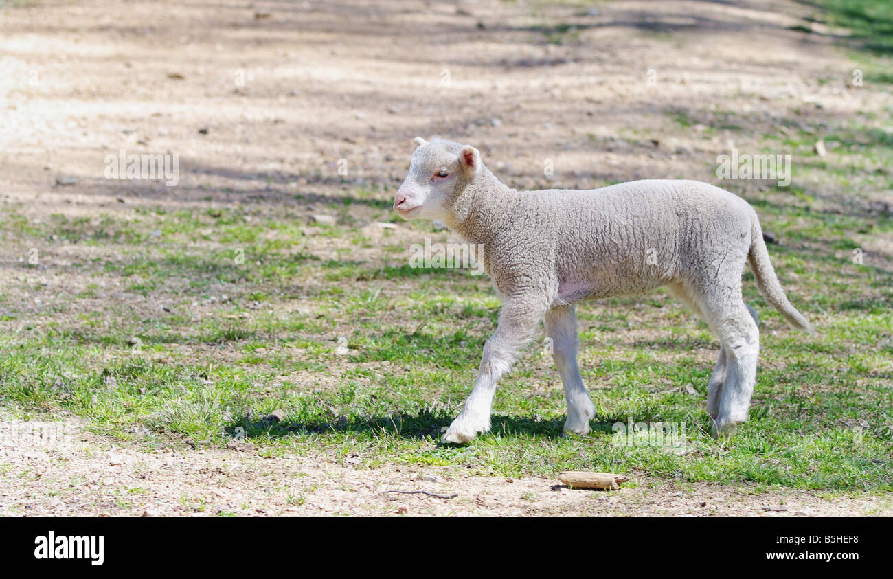 Grande immagine di un agnello in azienda Foto Stock