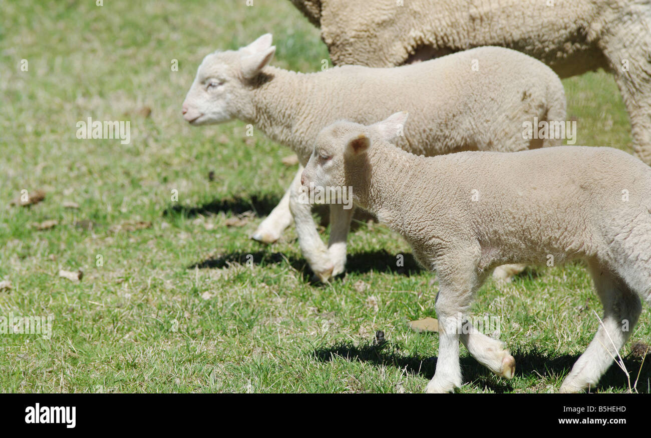 Grande immagine di agnelli giovani in azienda Foto Stock