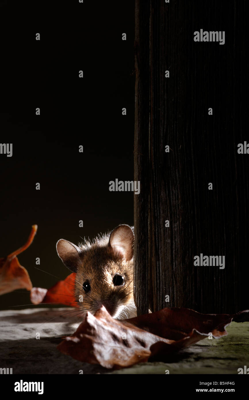 Giallo-Mouse a collo alto Apodemus flavicollis guardando fuori dal vecchio capannone porta la notte Potton Bedfordshire Foto Stock