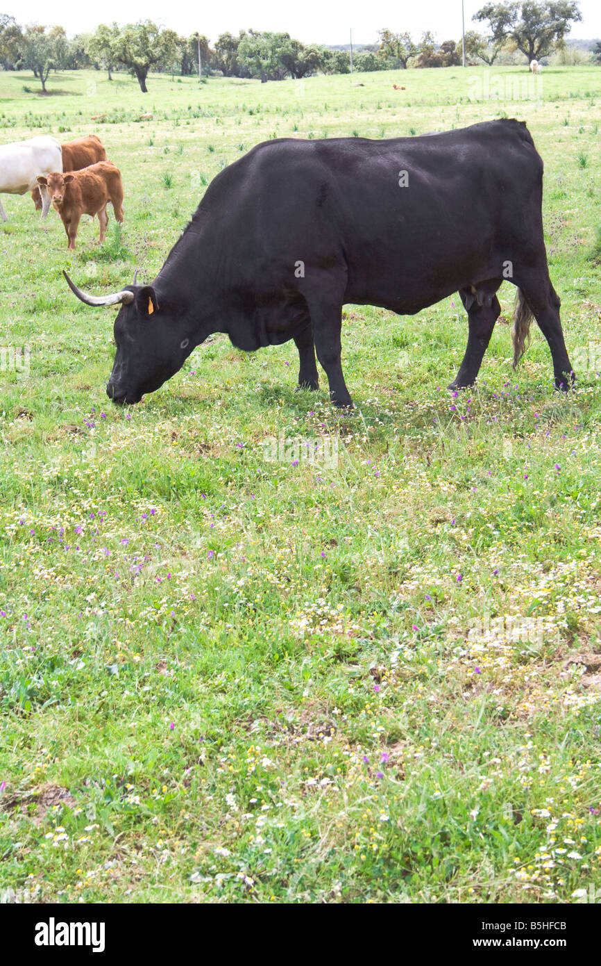 Black Bull selvatici il pascolo (utilizzato per le corride di tori), nel distretto di Portalegre, Portogallo. Foto Stock