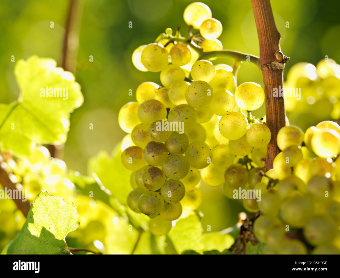 Canada,Ontario,Niagara-su-il-Lago,l'uva matura sulla vite Foto Stock