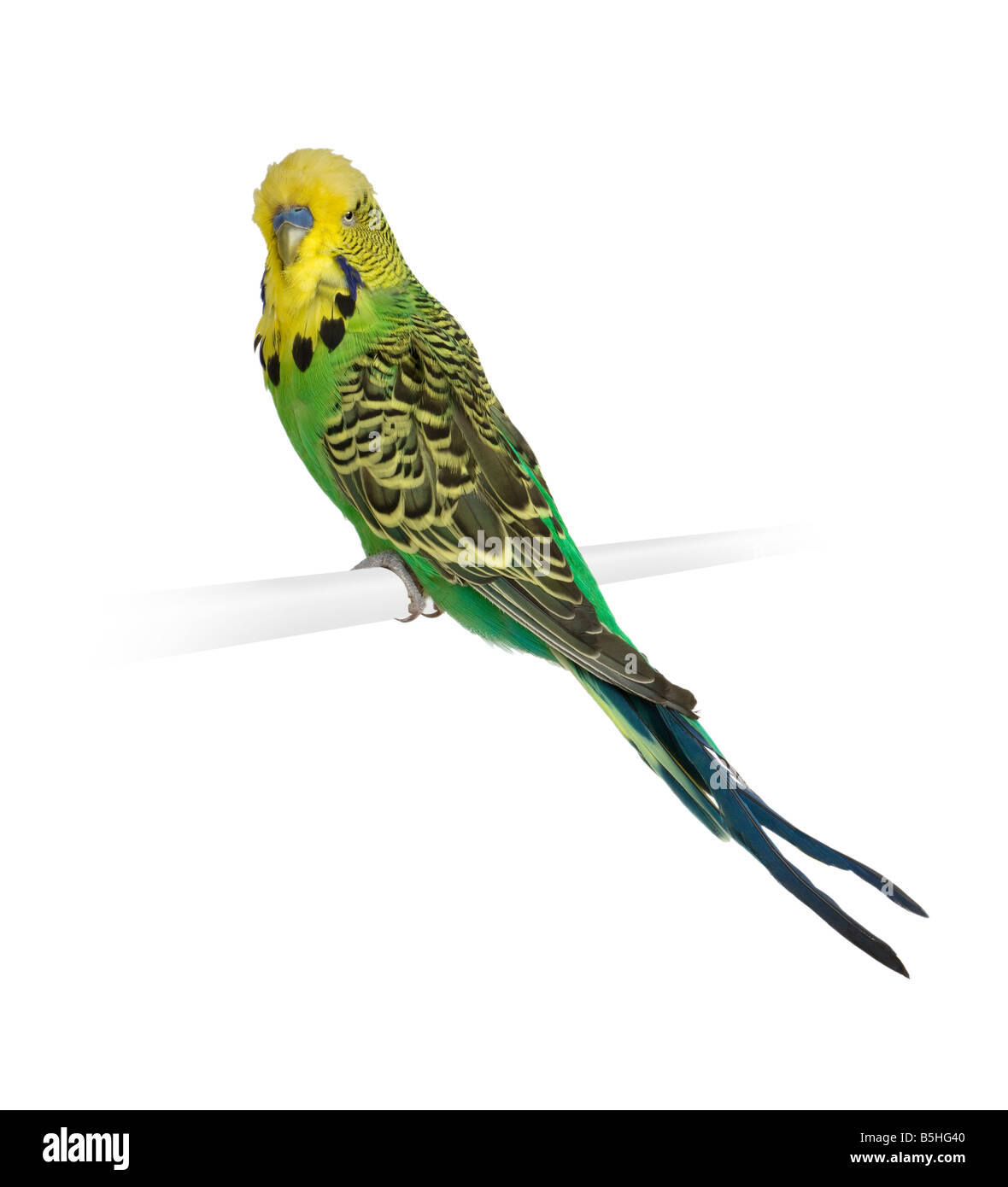 Budgerigar davanti a uno sfondo bianco Foto Stock