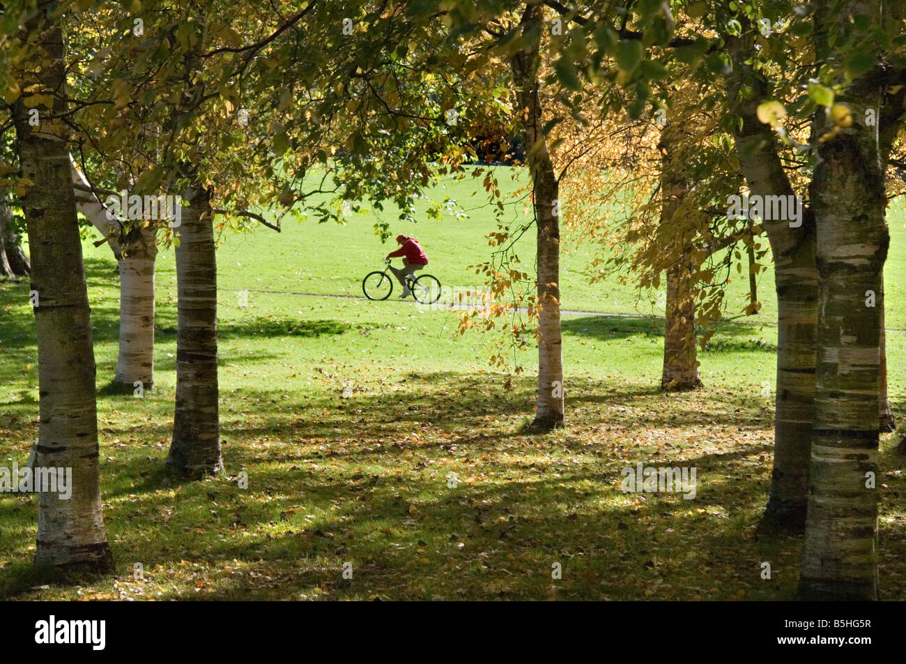 Un ciclista passa su un cavalletto di argento betulle in Victoria Park, bagno, Somerset, Regno Unito Foto Stock
